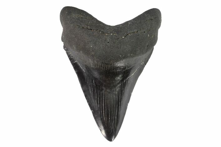 Fossil Megalodon Tooth - South Carolina #95323
